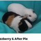 Imagen: Portland Guinea Pig Rescue